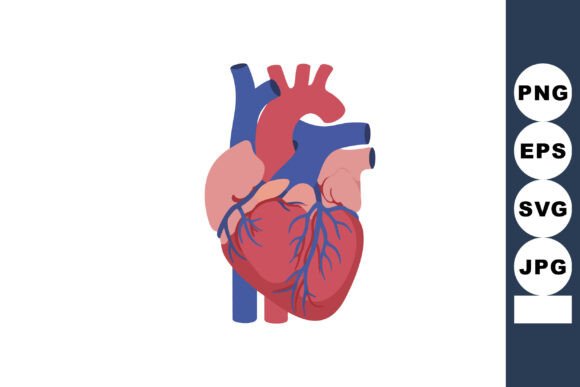 Human Heart Anatomy Vector Design for Embroidery