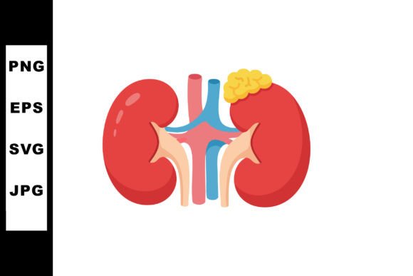 Human Kidneys Anatomy Illustration Review