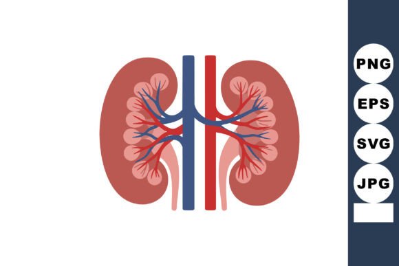 Human Kidneys Anatomy with Renal Arterie Review