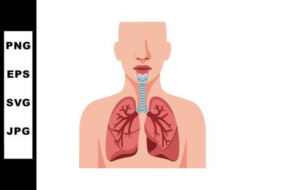 Human Respiratory System with Lungs and Trachea Review